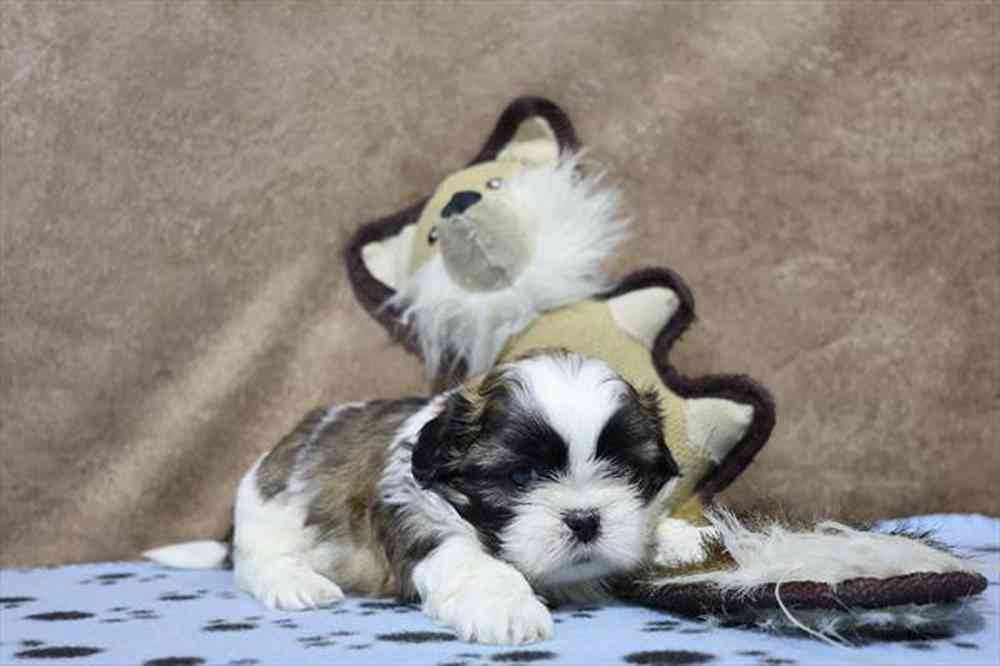 carousel pet images