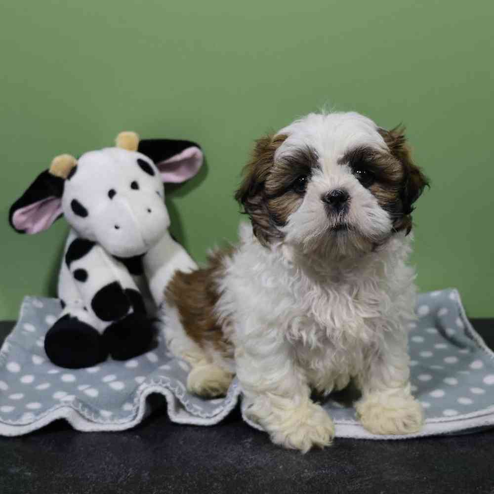 Male Shih Tzu Puppy for Sale in Millersburg, IN