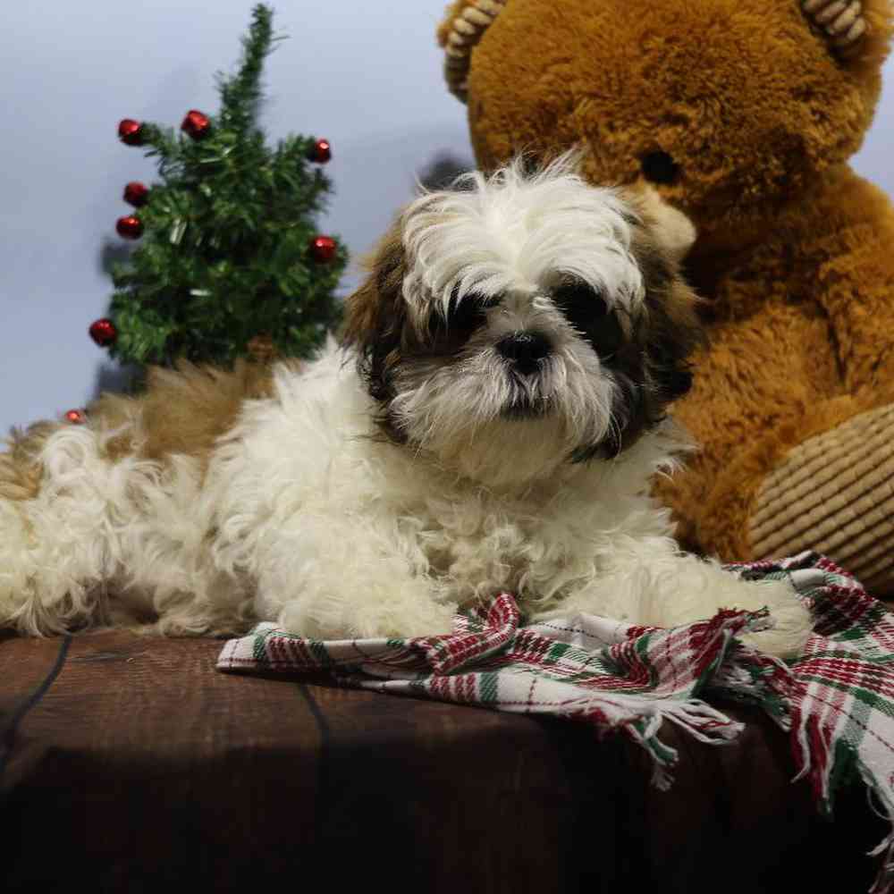 carousel pet images