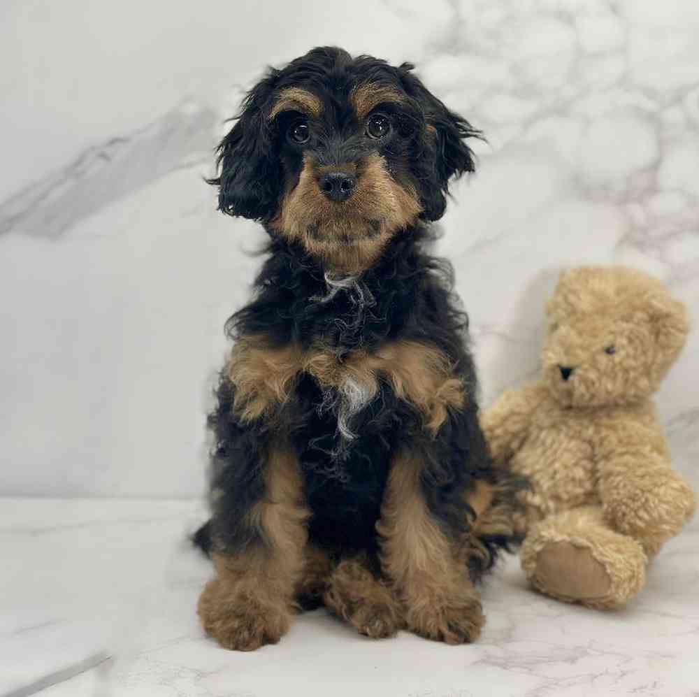 Female Cavapoo Puppy for Sale in Millersburg, IN