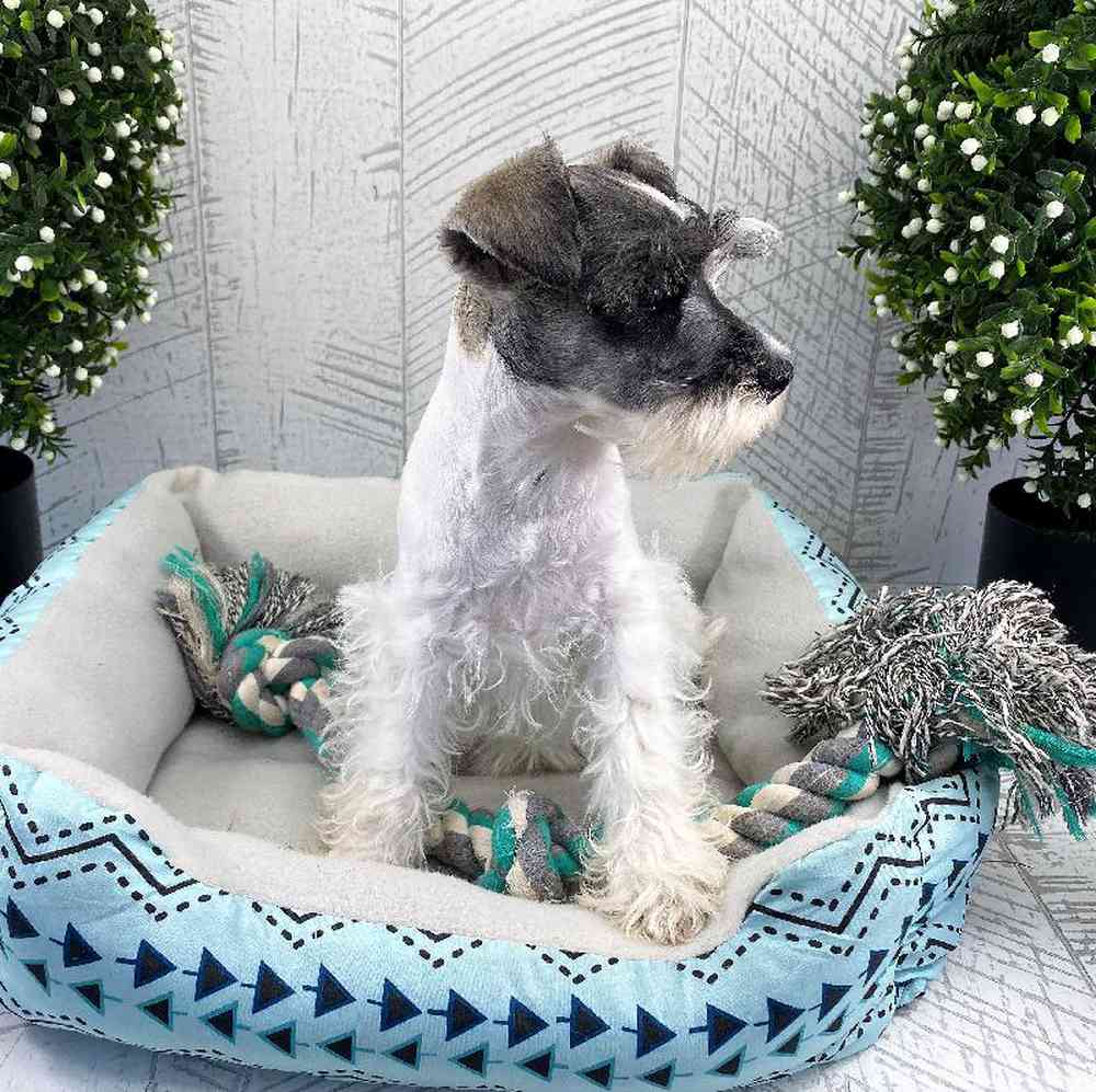 carousel pet images