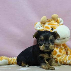Yorkie