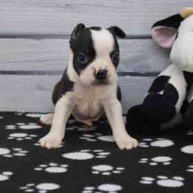 Boston Terrier