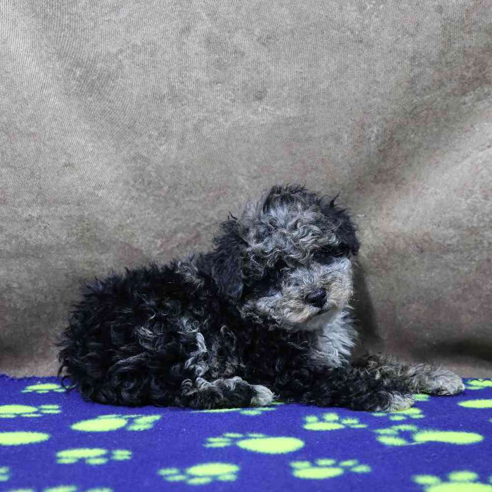 Male Mini Poodle Puppy for Sale in Millersburg, IN