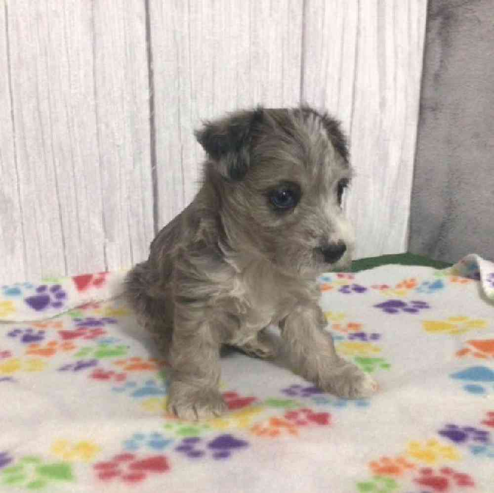 Female Westipoo Puppy for Sale in Millersburg, IN