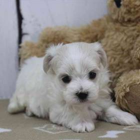 Maltese