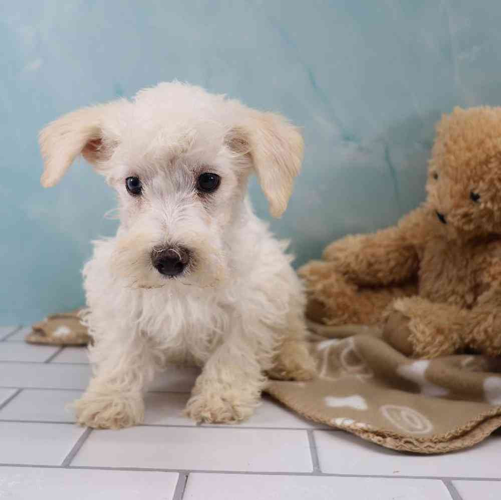 Male Schnoodle Puppy for Sale in Millersburg, IN