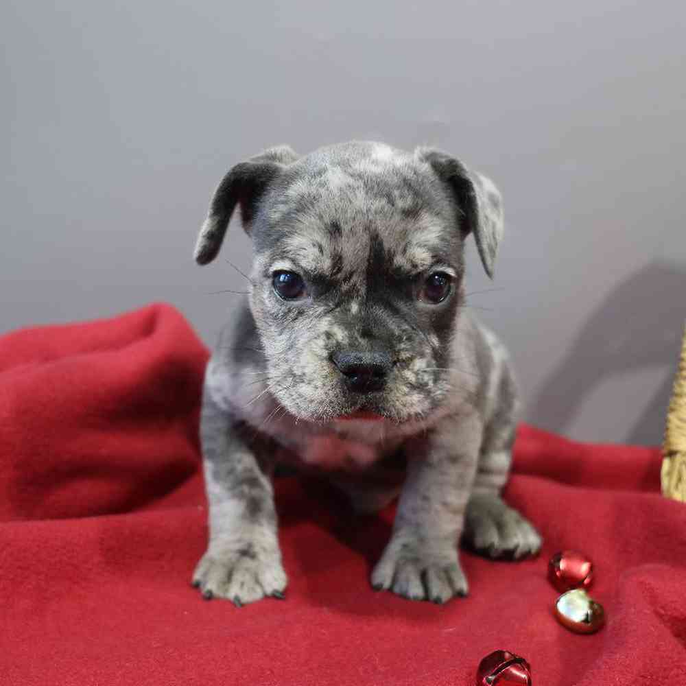 carousel pet images