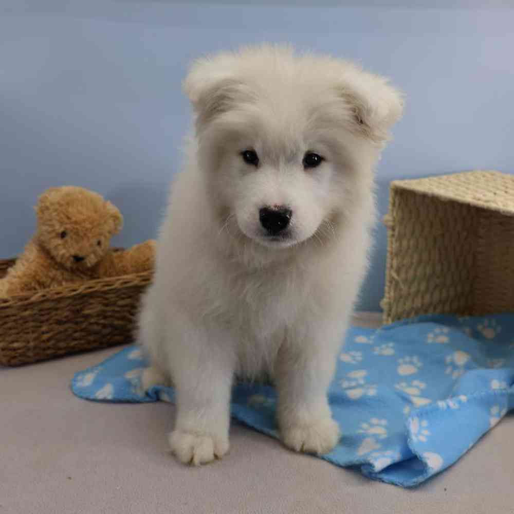 Male Samoyed Puppy for Sale in Millersburg, IN