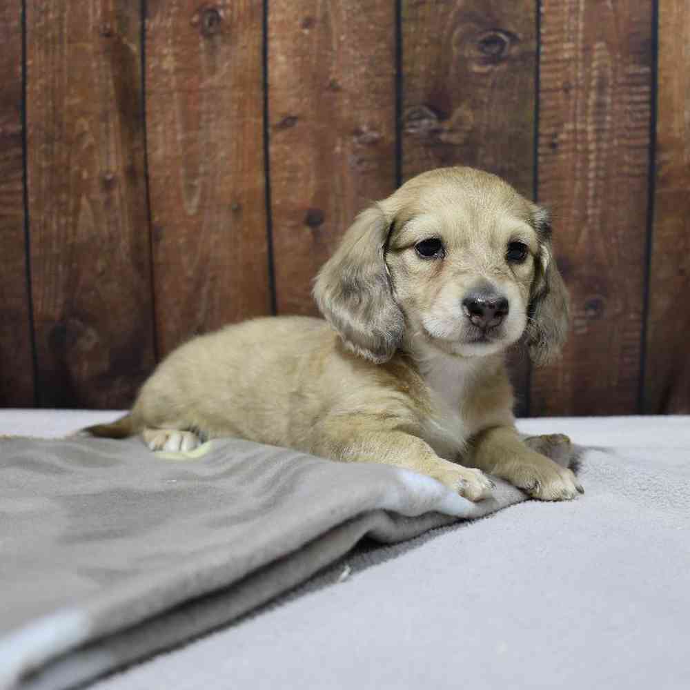 Female Dachshund Puppy for Sale in Millersburg, IN