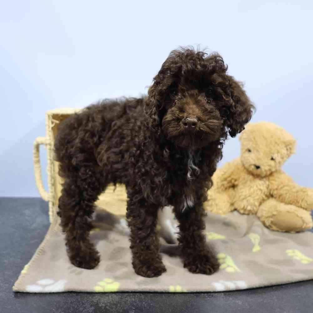 carousel pet images