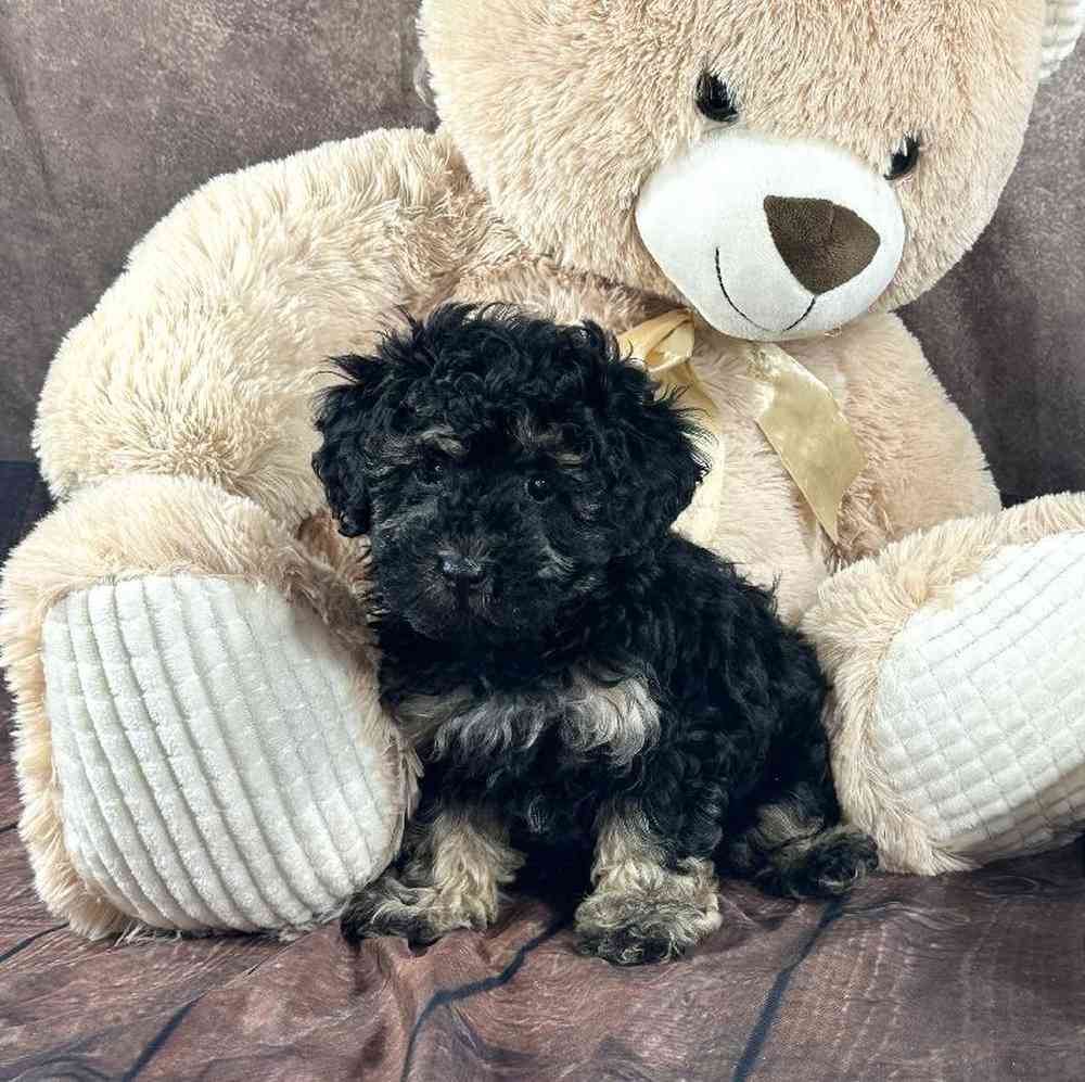 carousel pet images