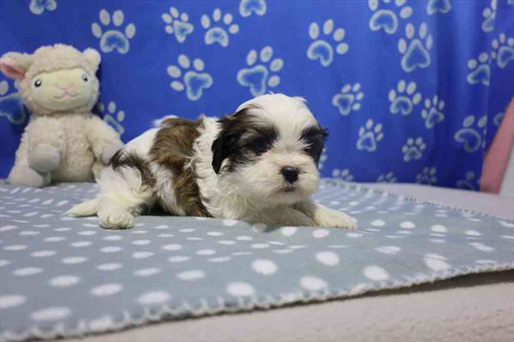 carousel pet images