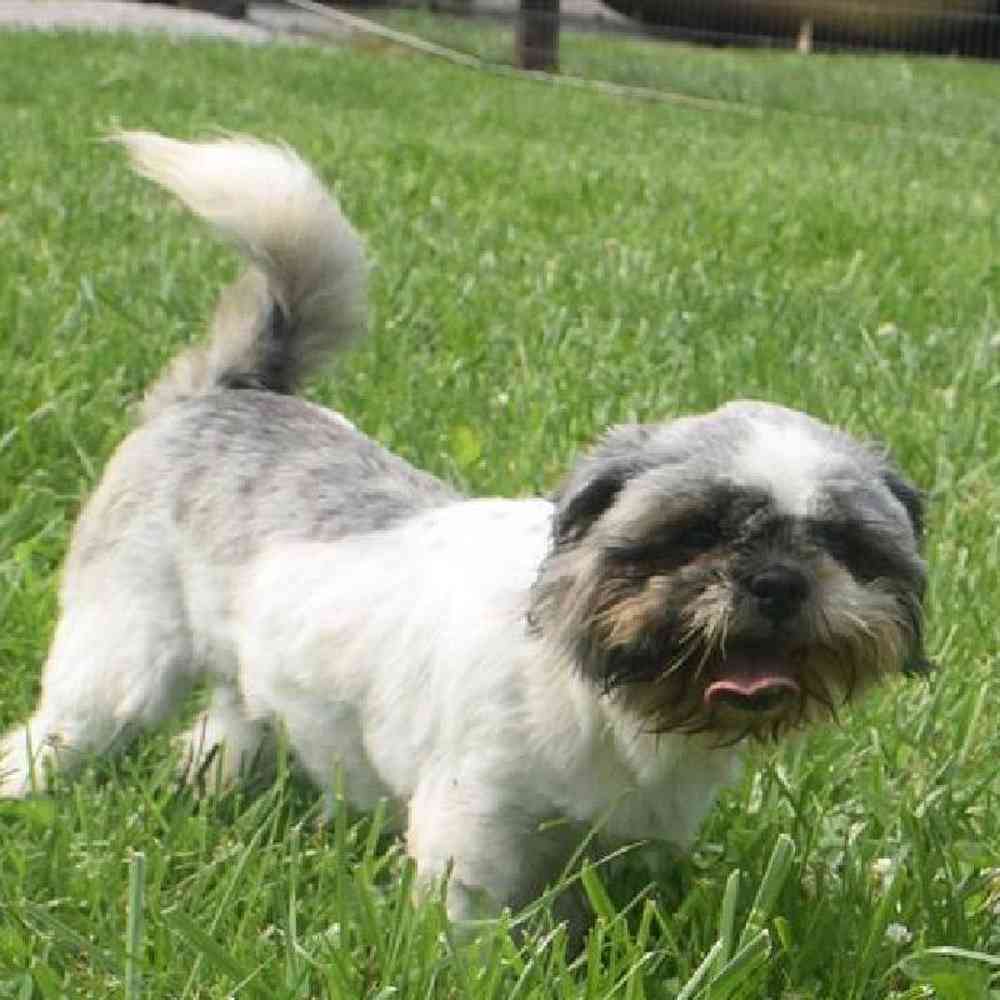 carousel pet images