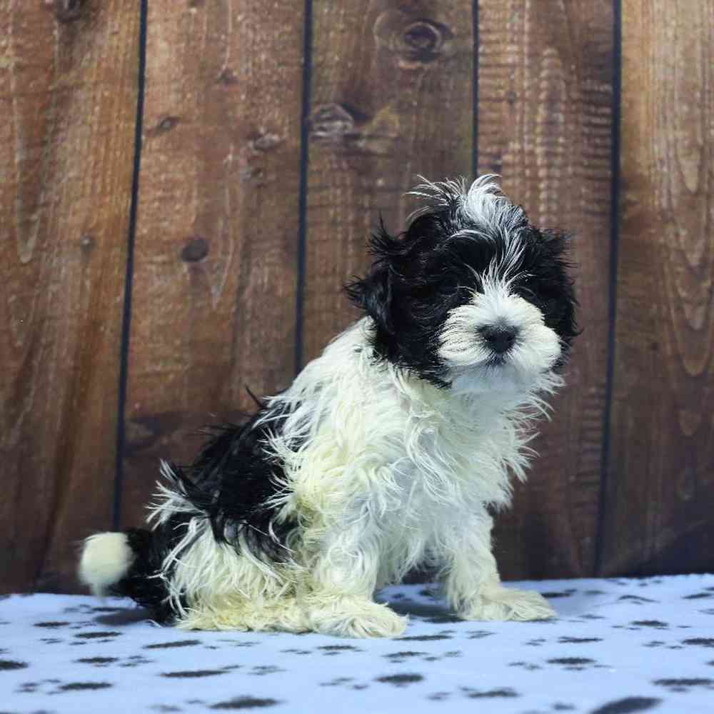 Female Havanese Puppy for Sale in Millersburg, IN