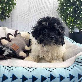 Mini Poodle