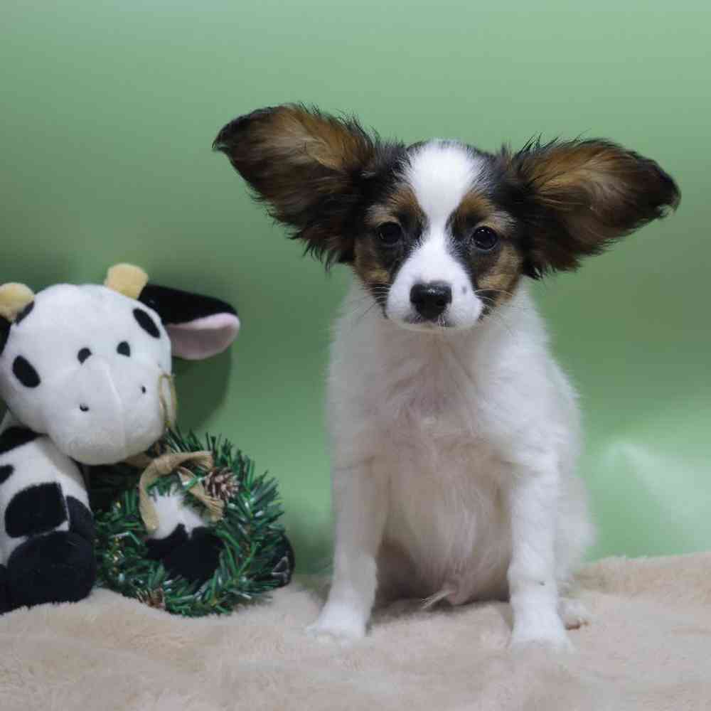 carousel pet images