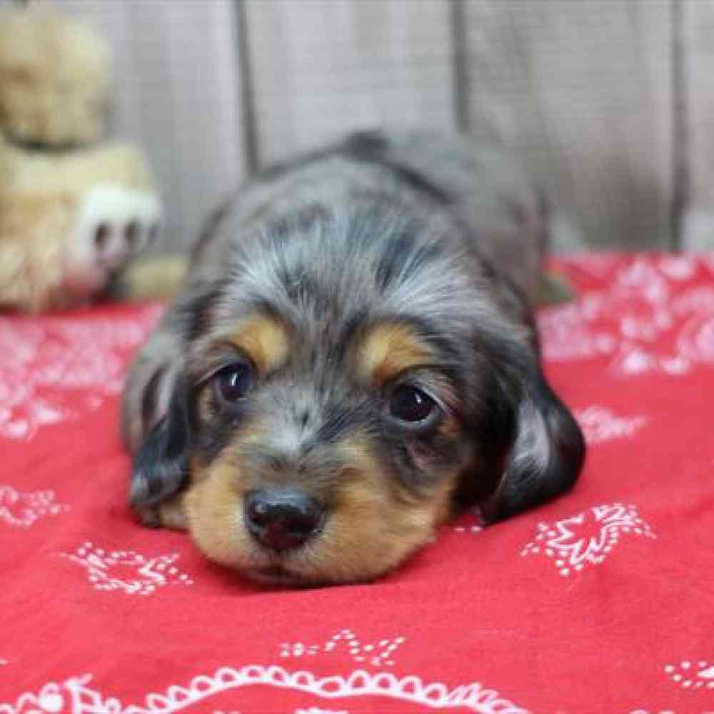 pet-img
