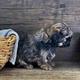 Shih Tzu