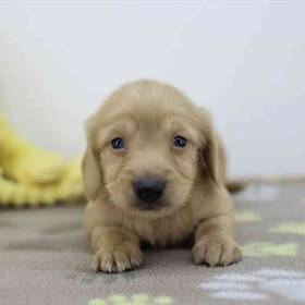 Dachshund