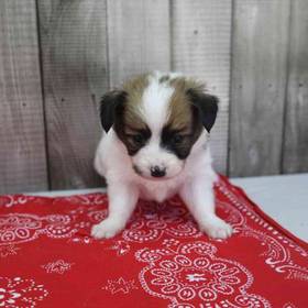 Papillon