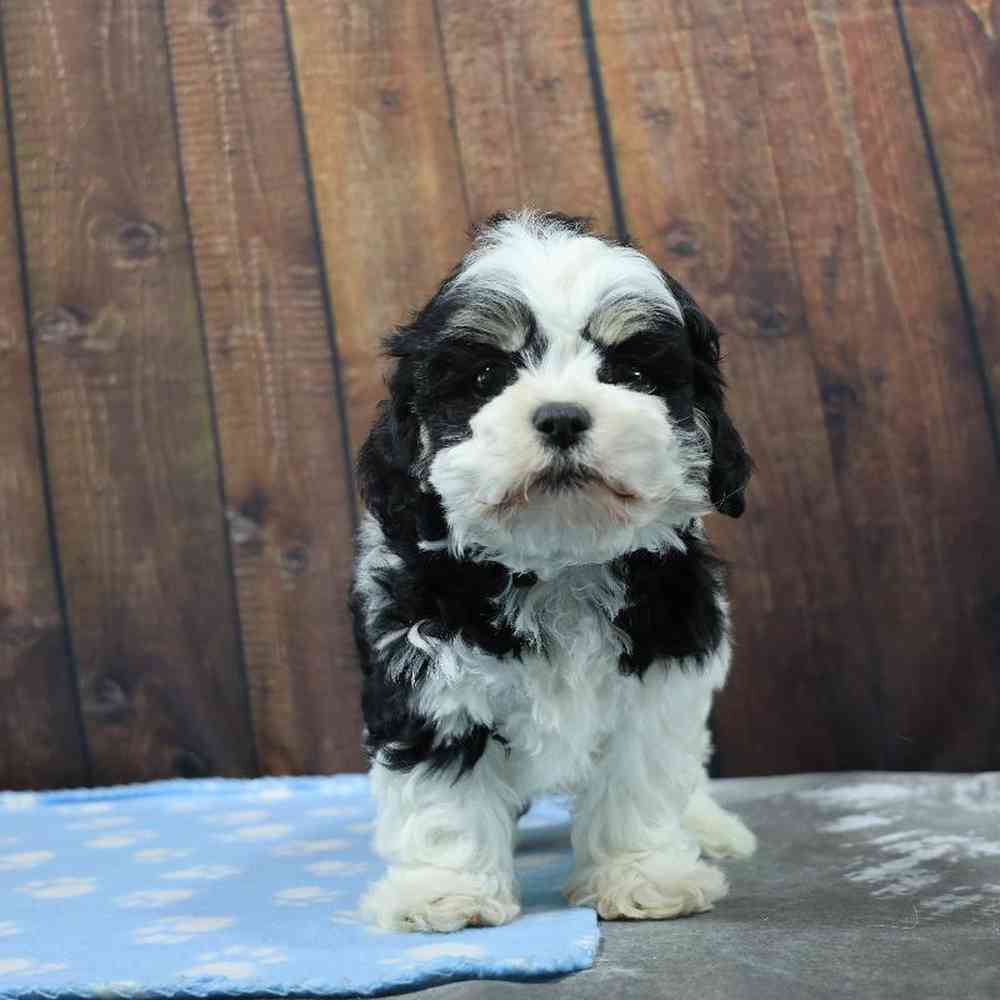 Male Shih Tzu Puppy for Sale in Millersburg, IN