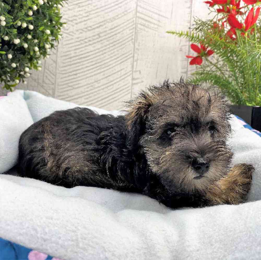 carousel pet images