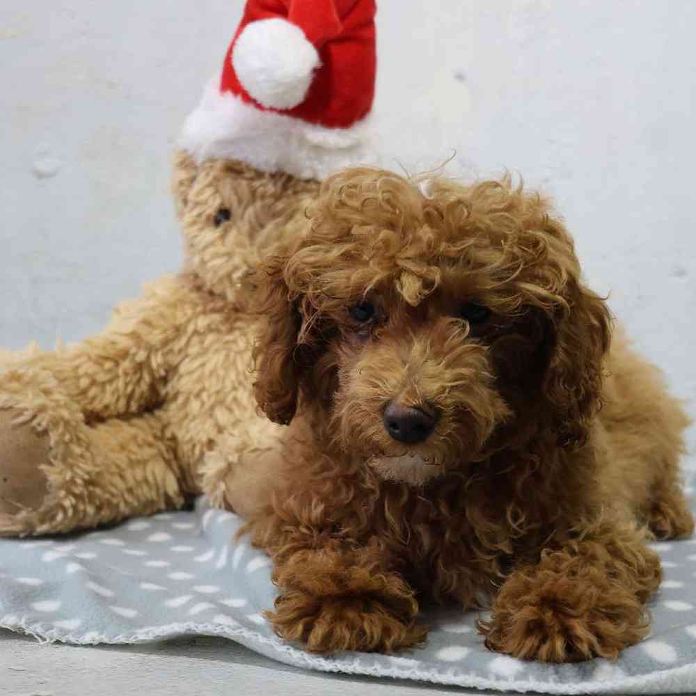 carousel pet images
