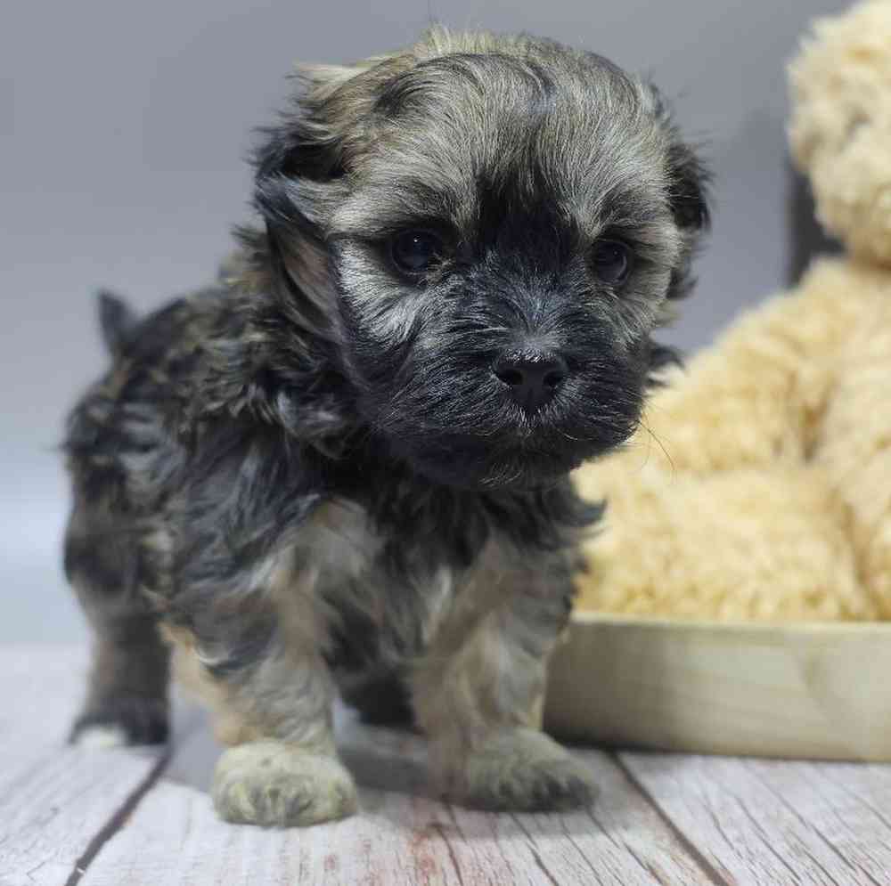 carousel pet images
