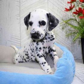 Dalmatian
