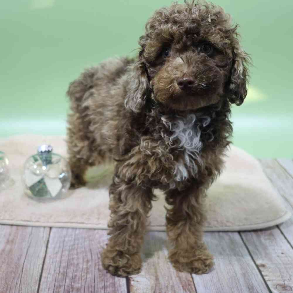 carousel pet images