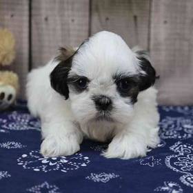Shih Tzu