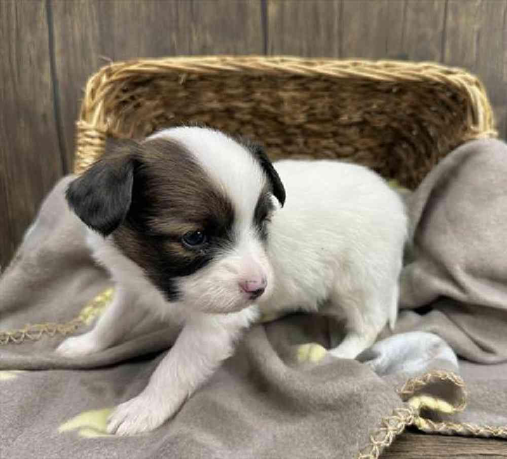 carousel pet images