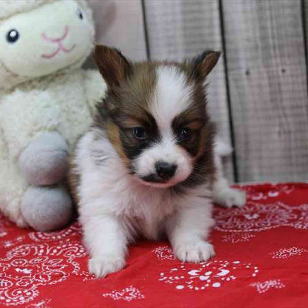 Image of a pet breed in the gallery