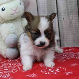 Papillon