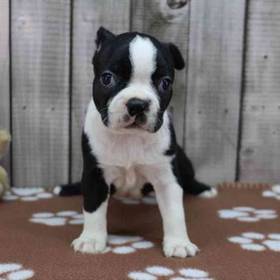 Boston Terrier