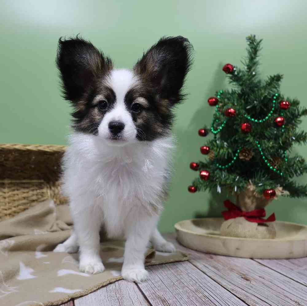 carousel pet images