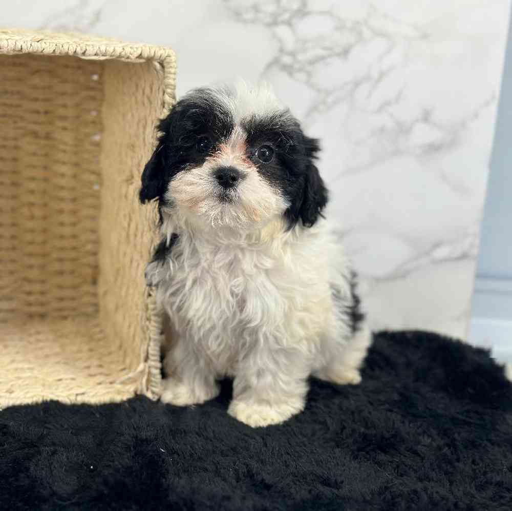 carousel pet images