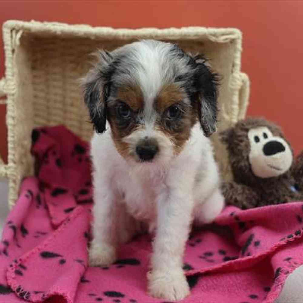 carousel pet images