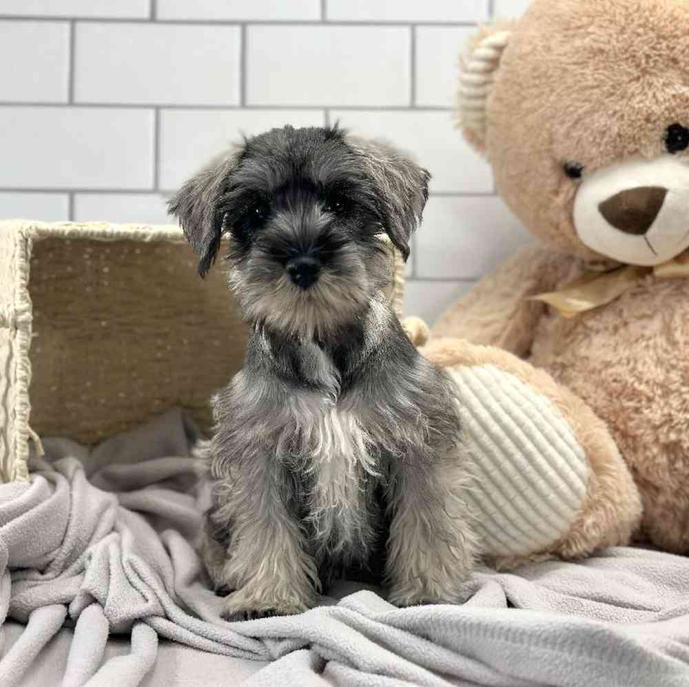 Female Mini Schnauzer Puppy for Sale in Millersburg, IN