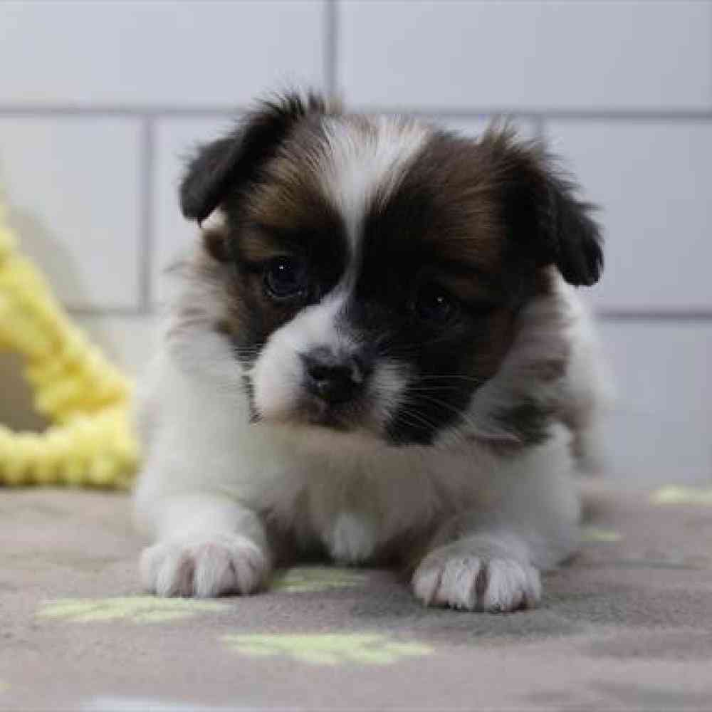 carousel pet images