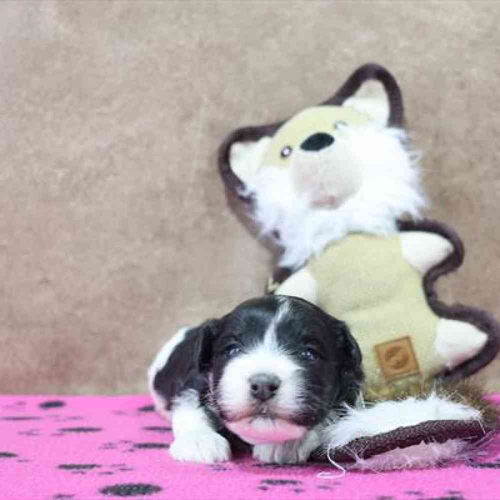carousel pet images