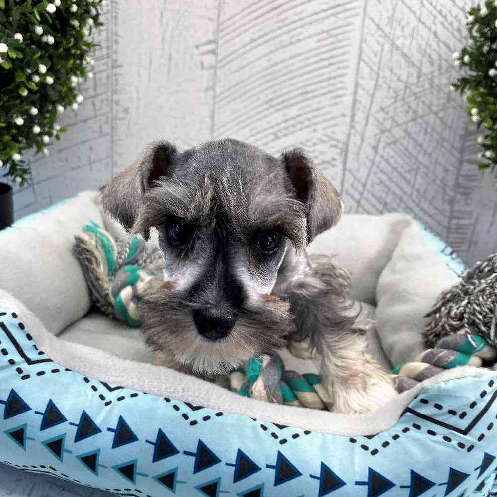 Female Mini Schnauzer Puppy for sale