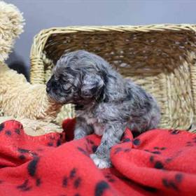 Mini Poodle