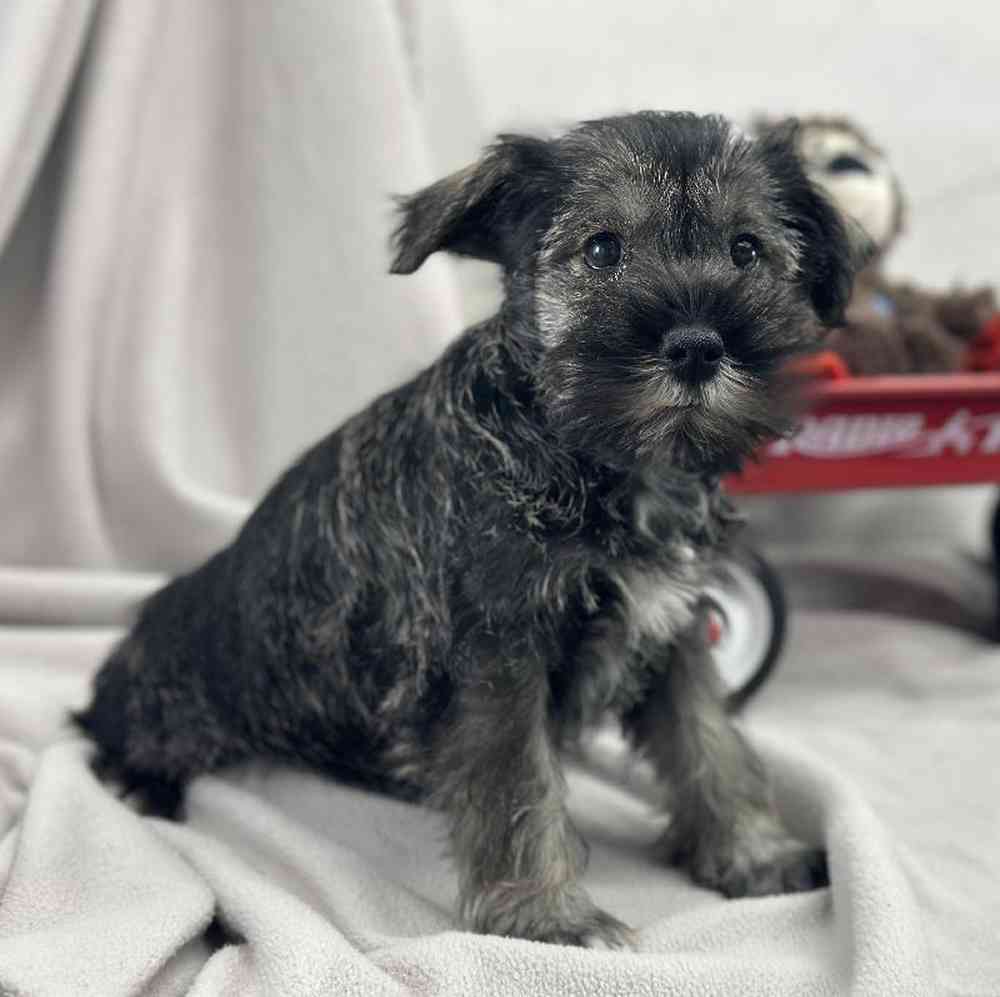 Male Mini Schnauzer Puppy for Sale in Millersburg, IN