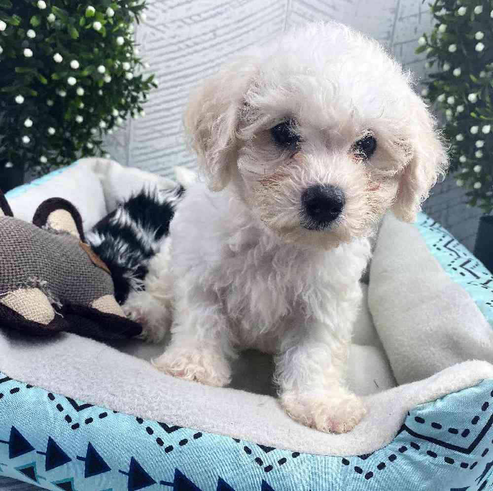 carousel pet images