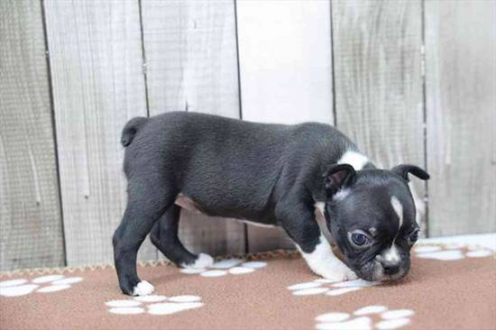 Boston Terrier