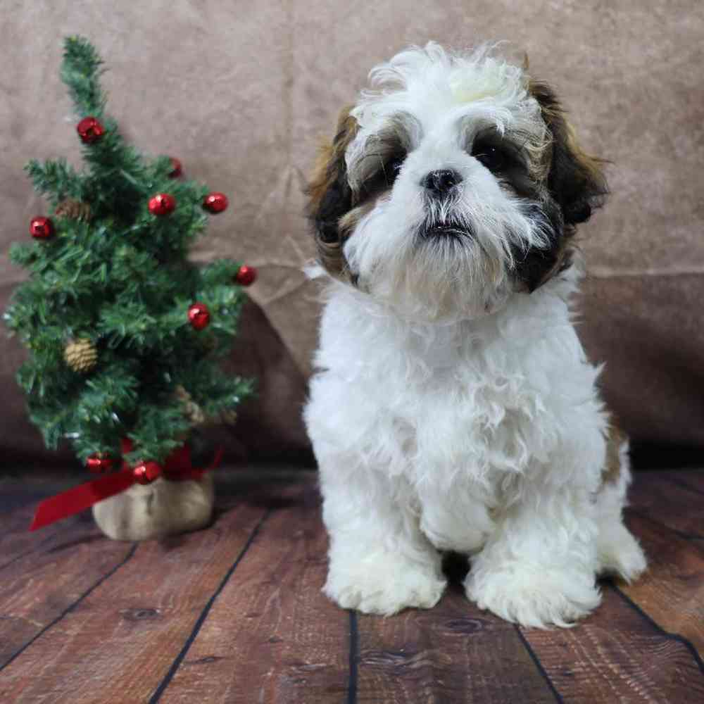 carousel pet images