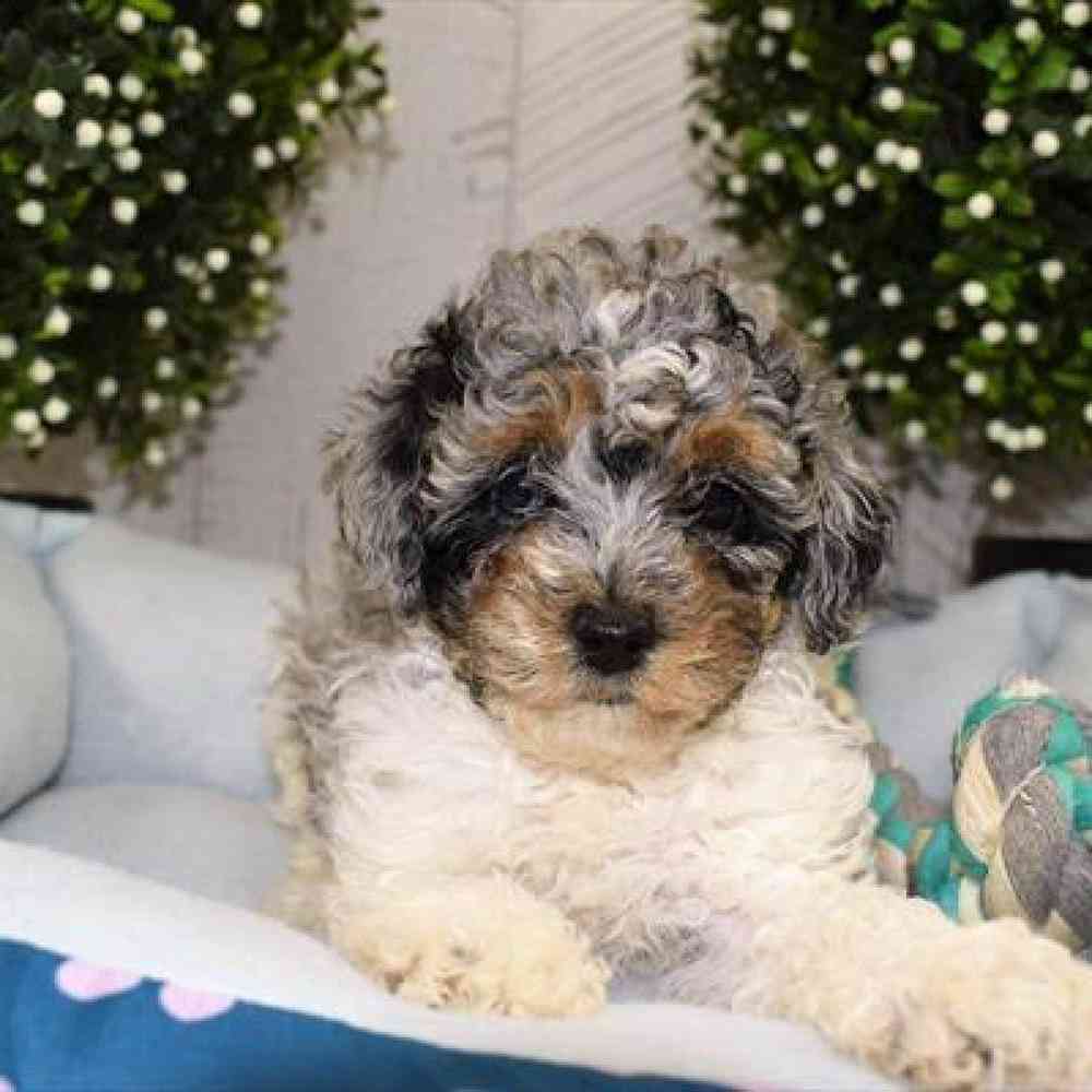 Male Mini Poodle Puppy for Sale in Millersburg, IN