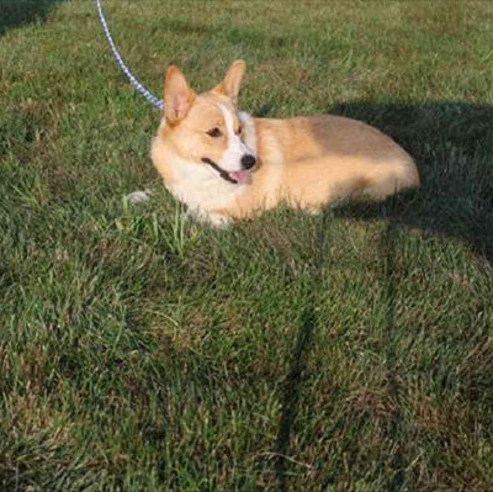 Female Pembroke Welsh Corgi Puppy for Sale in Millersburg, IN